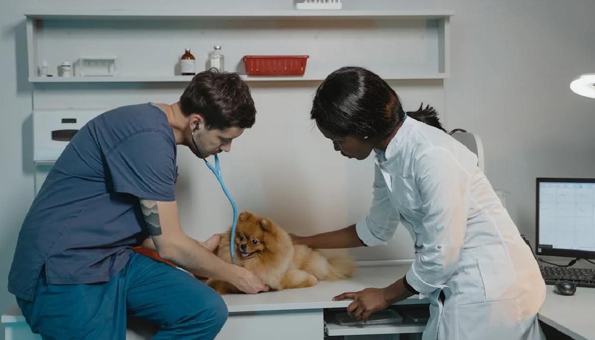 Test Veterinaria, quanti sono gli iscritti al test del 31 luglio?