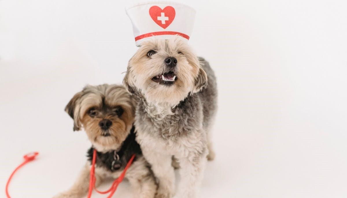 Due cani vestiti da veterinari: quanti sono i posti per Veterinaria 2024?