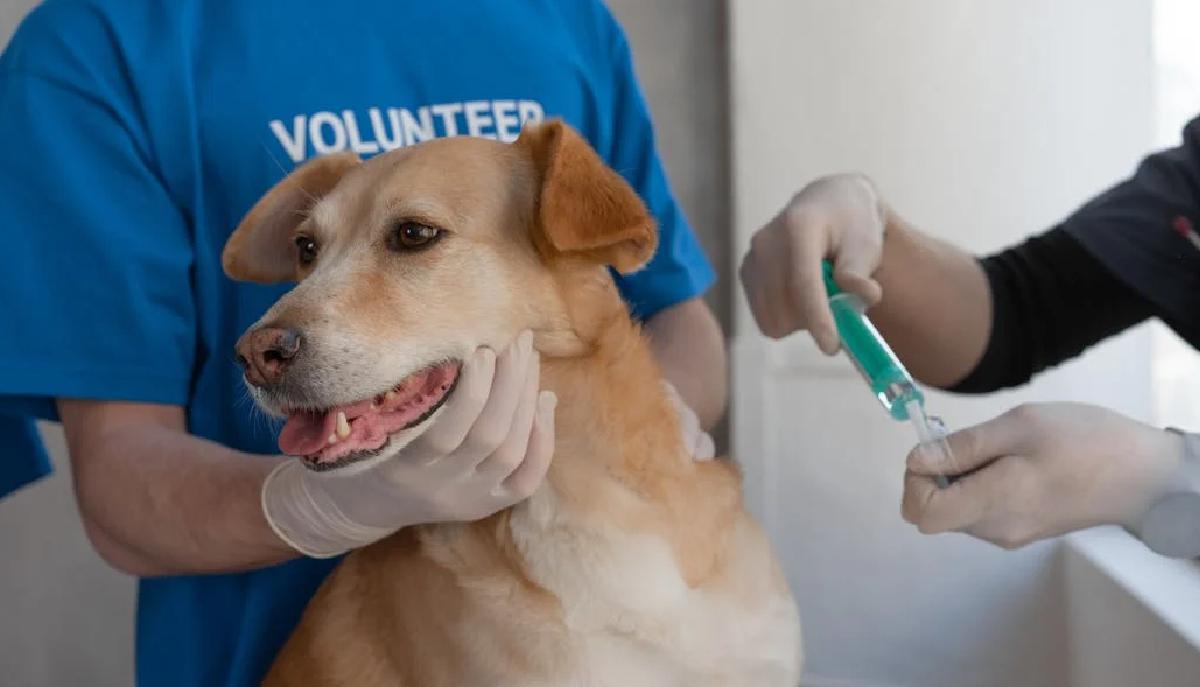 Test Veterinaria 31 luglio, quando escono i risultati?