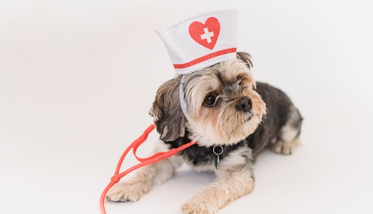 Cane vestito da veterinario