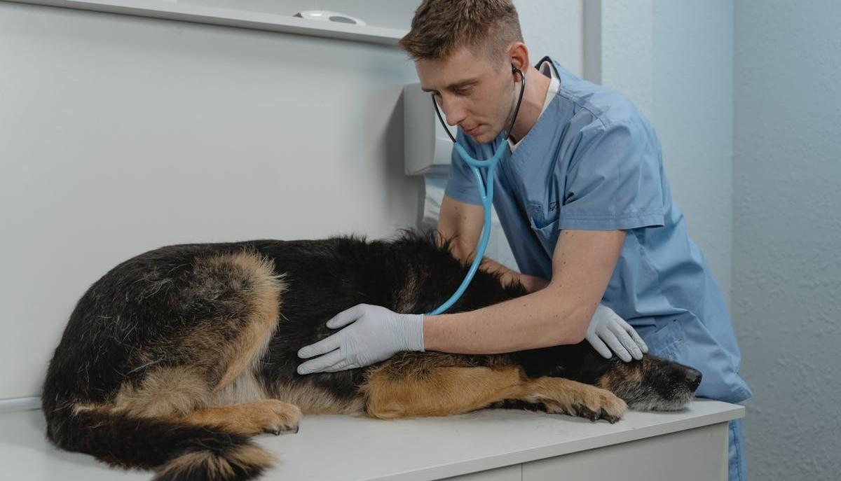 Veterinario mentre cura un cane