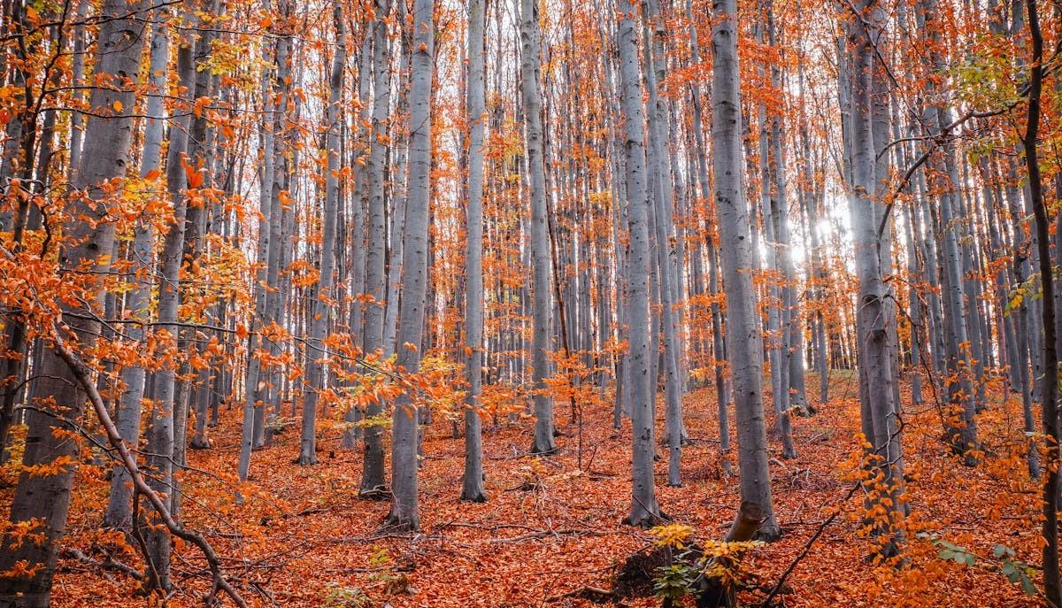 Autunno, le frasi e gli aforismi migliori