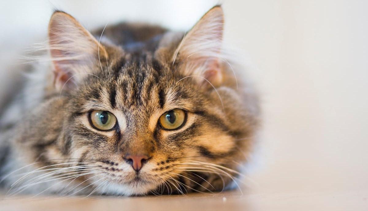 Gatto lanciato dall’auto in corsa, passante lo salva e lo adotta