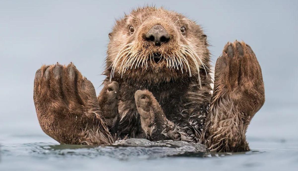 Giornata mondiale degli animali, le frasi e le immagini più divertenti