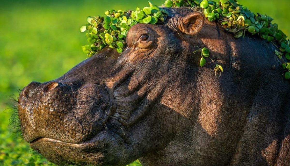 Ippopotamo
