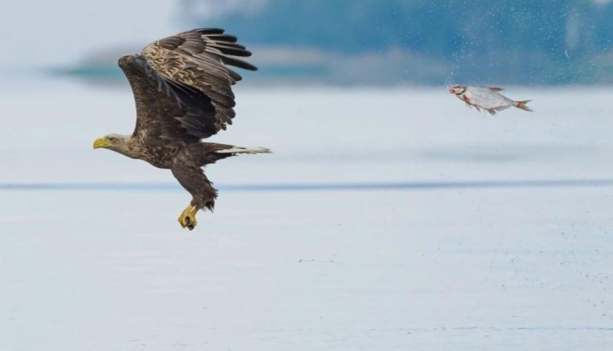 Aquila rincorsa da un pesce