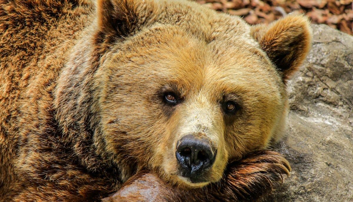 Cosa fare se si incontra un orso? Ecco cosa sapere per evitare rischi