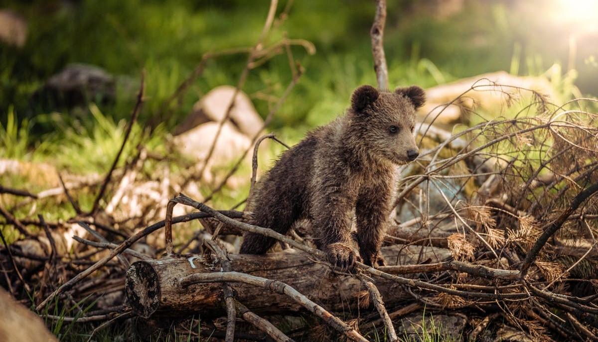 Cucciolo di orso nel bosco