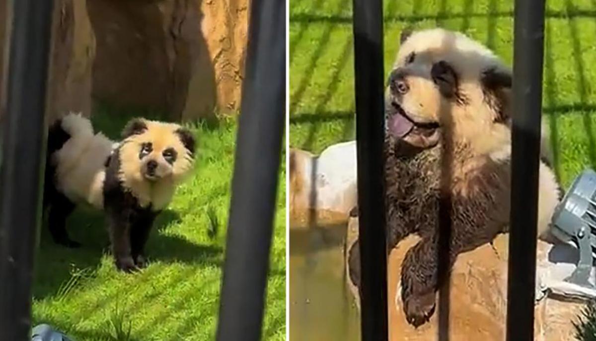 I cani travestiti da panda in uno zoo cinese