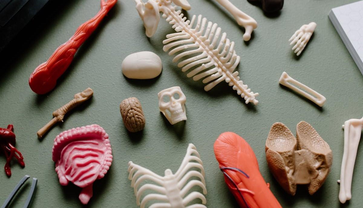 Parti del corpo, ognuna studiata approfonditamente dai corsi specialistici di Medicina