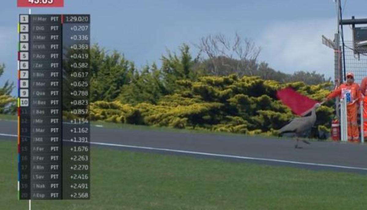 Oche sulla pista di MotoGP