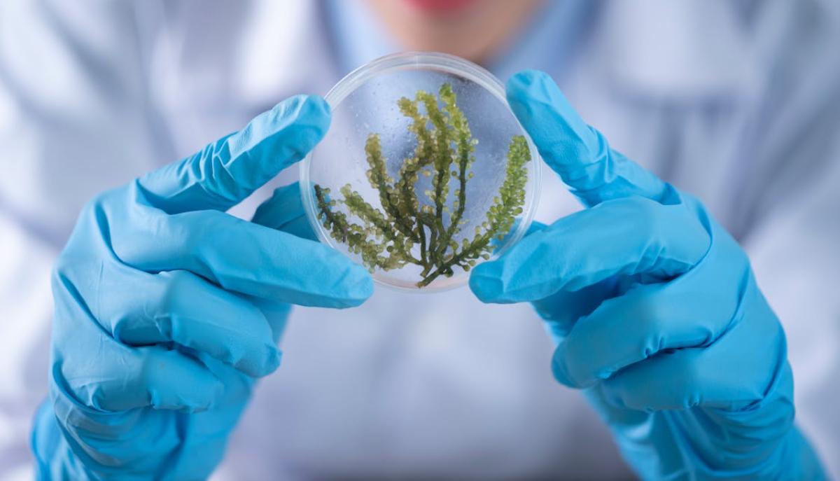 Primo anno di Biologia