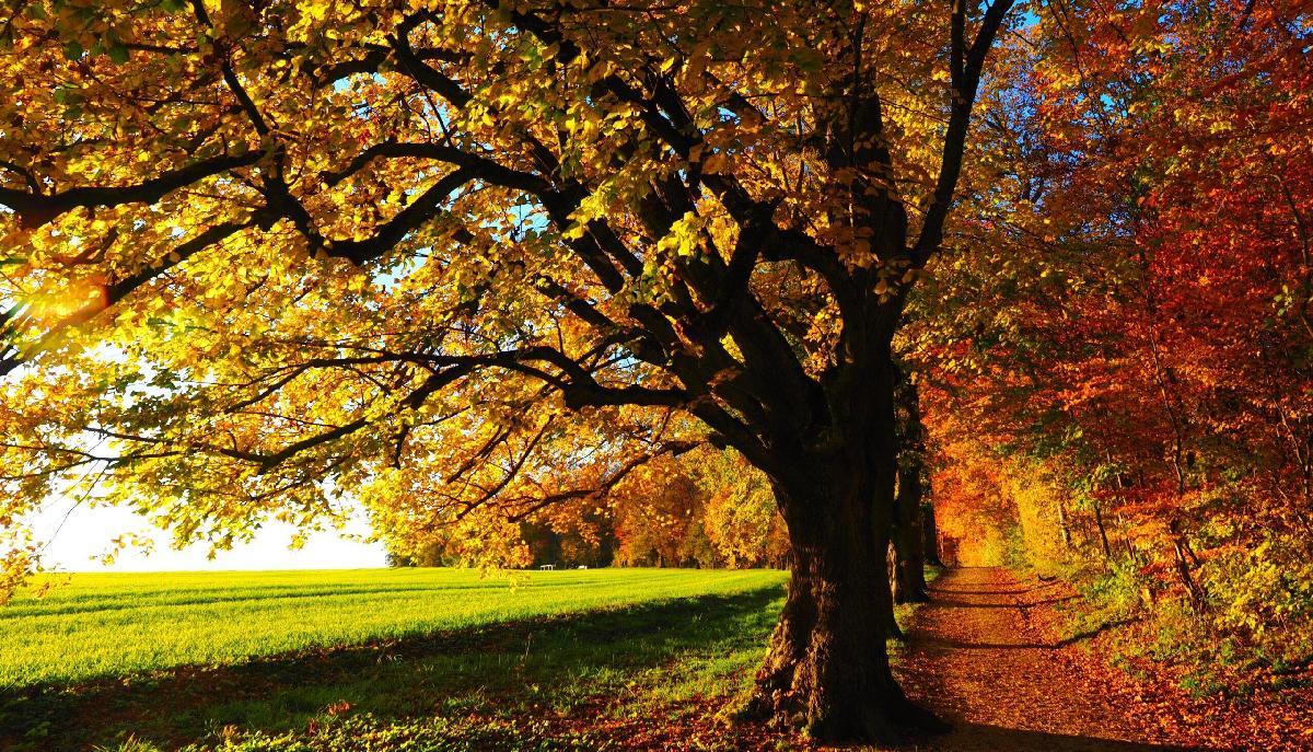 I parchi più belli d'Italia in cui andare in autunno articolo