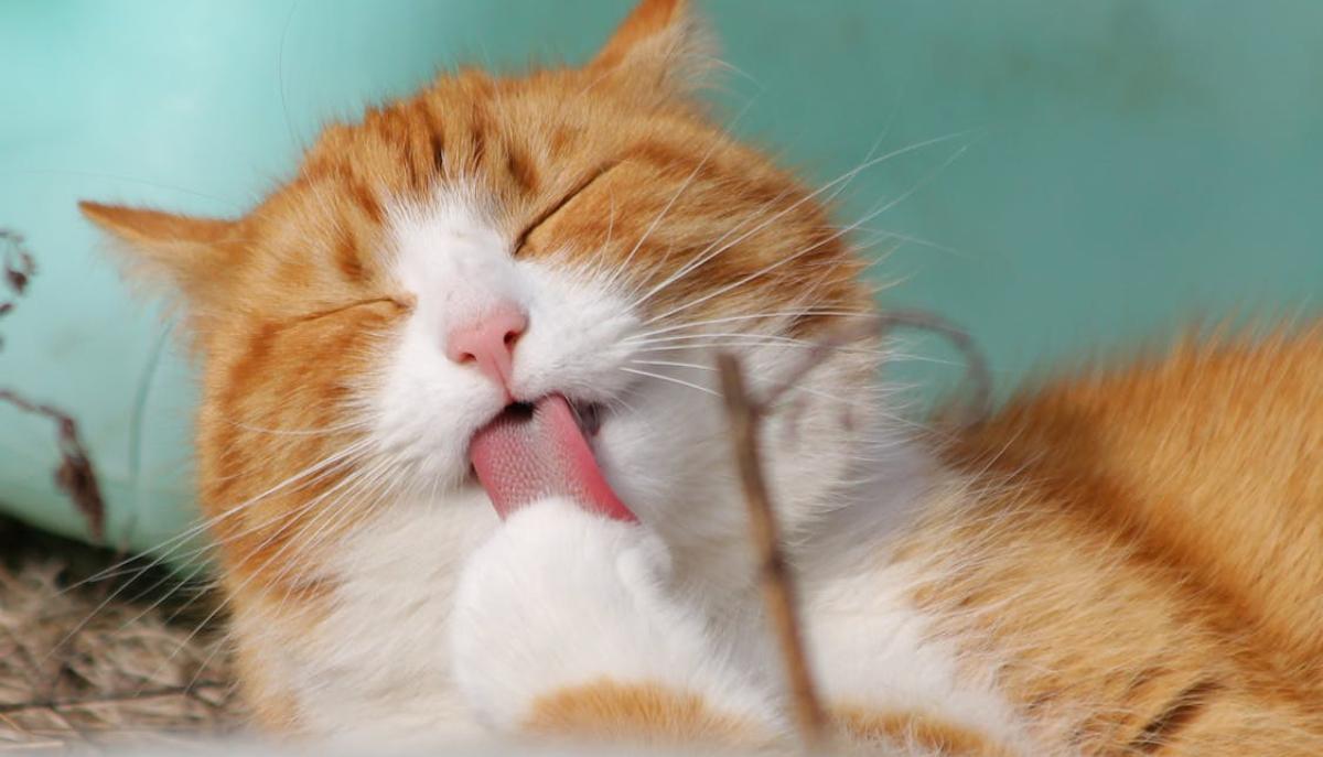 Gatto impara il linguaggio umano