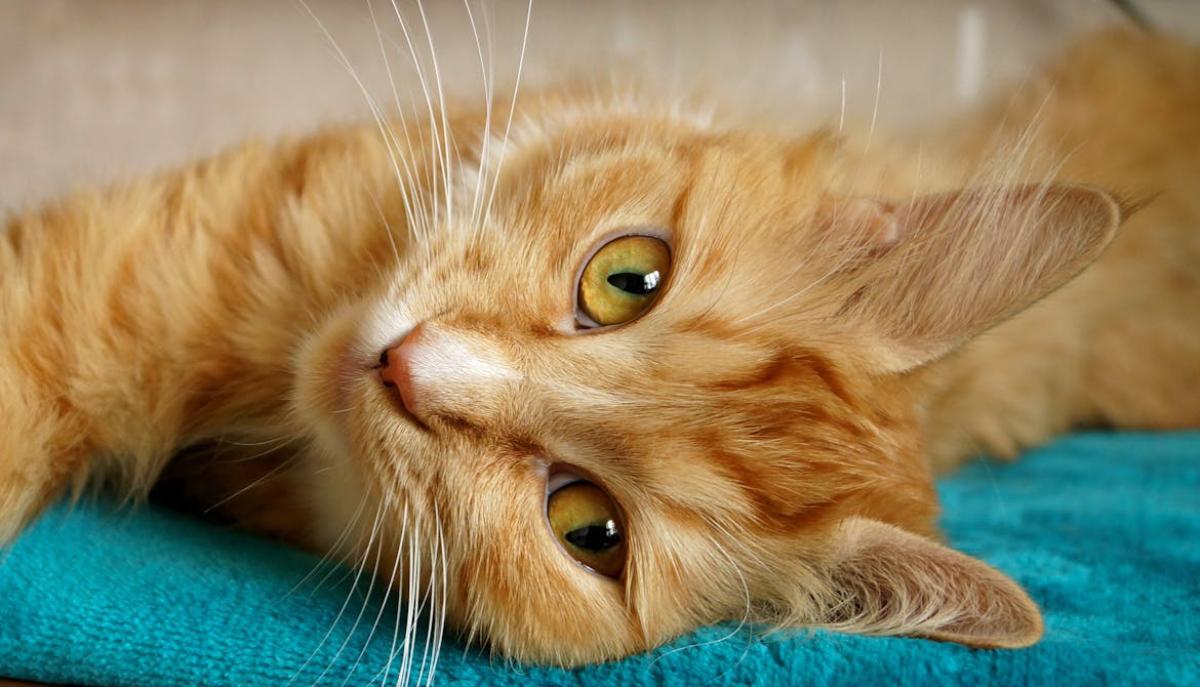 Gatto riconosce la voce del padrone