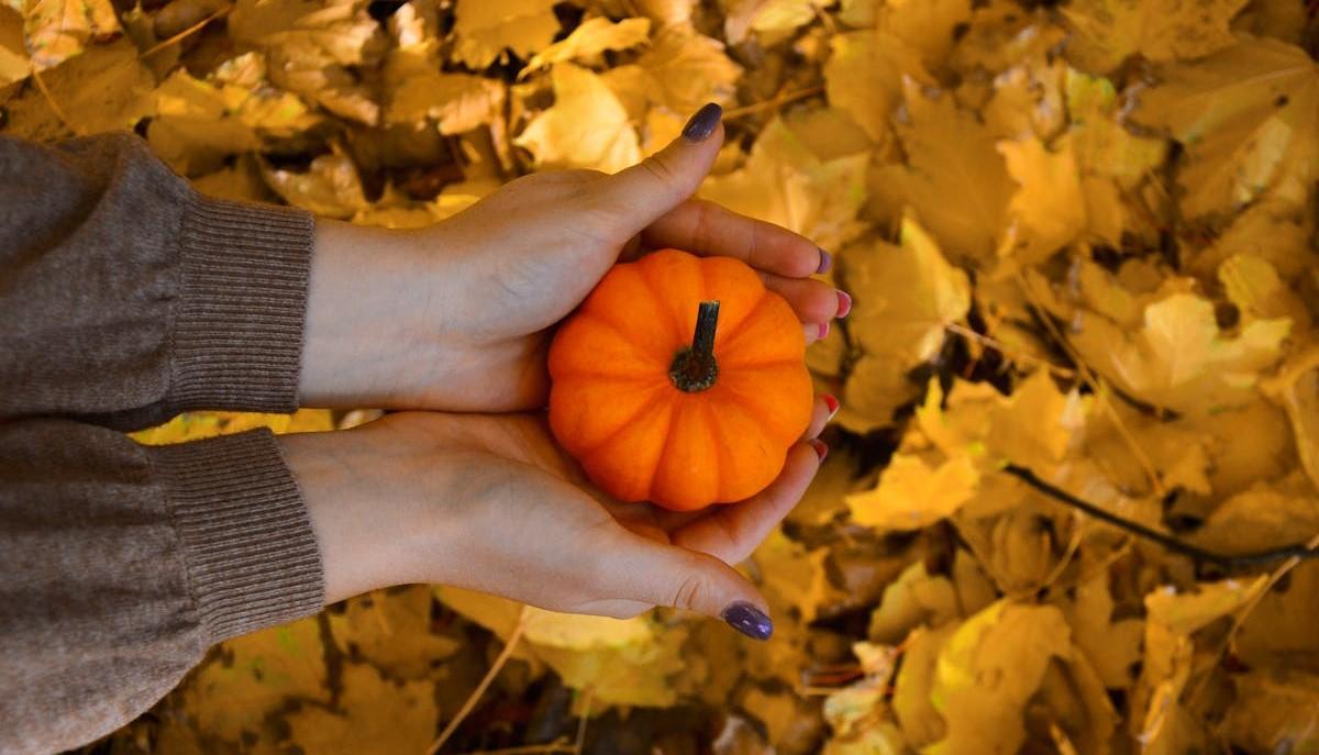 Zucca di Halloween tenuta tra le mani