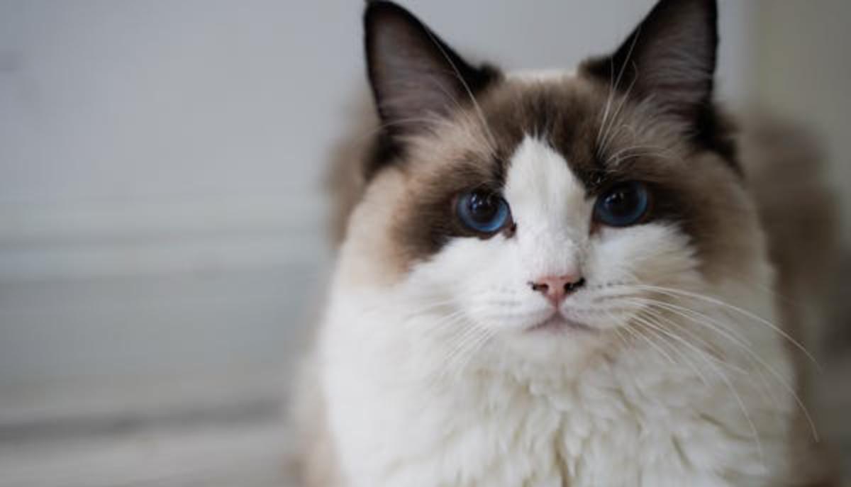 Ragdoll