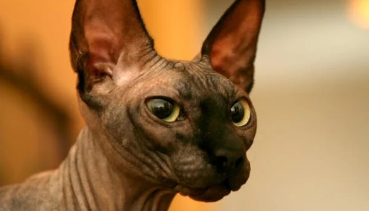 Sphynx