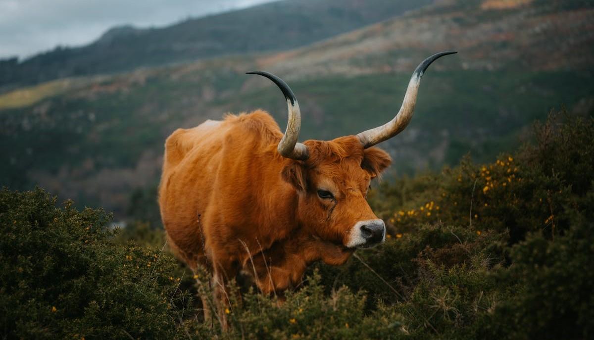 Cornuto
