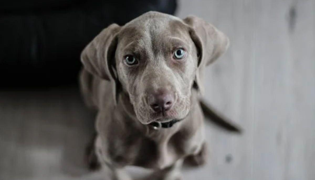 Cane