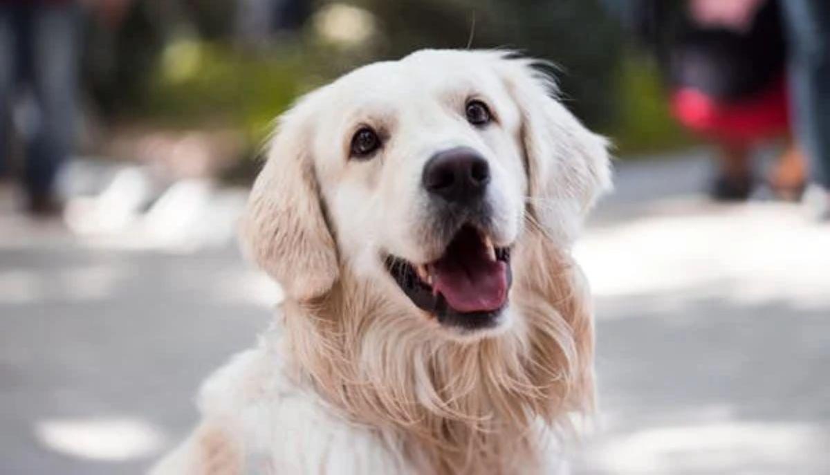 Il tuo cane può capirti meglio se gli parli lentamente: lo studio