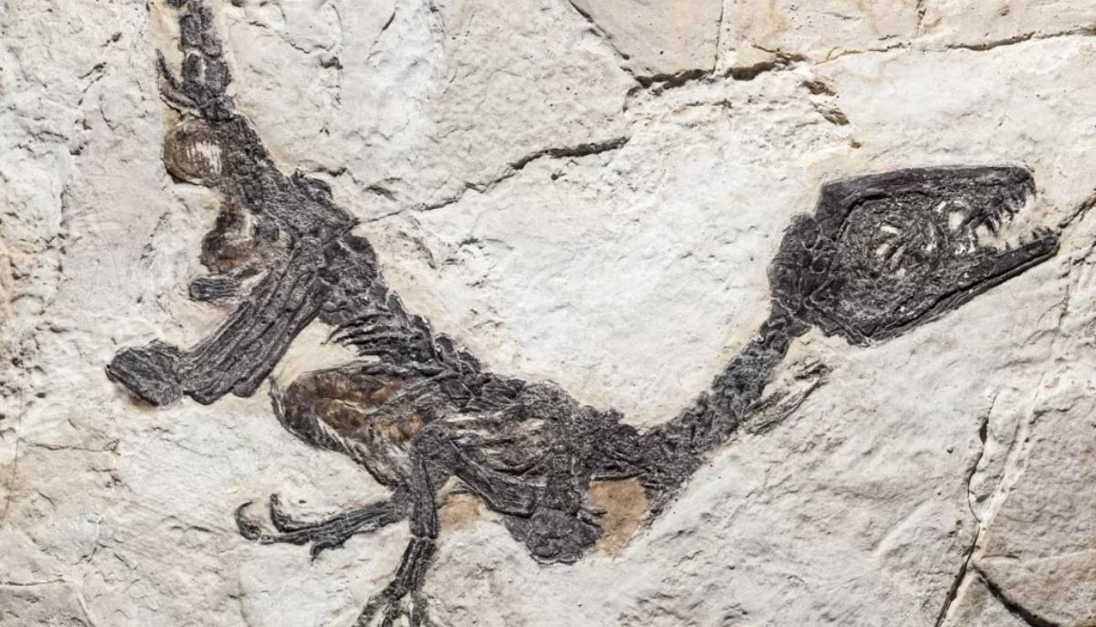 Lo sapevi che il primo fossile di dinosauro scoperto in Italia si chiama Ciro?