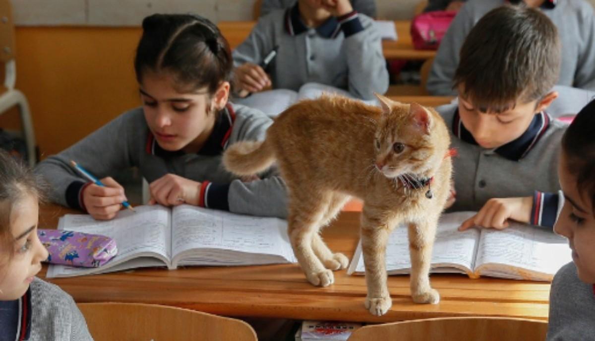 Gatto sui banchi di scuola