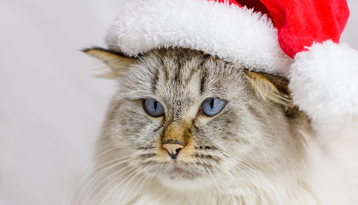 razze di cani e gatti che adorano il freddo