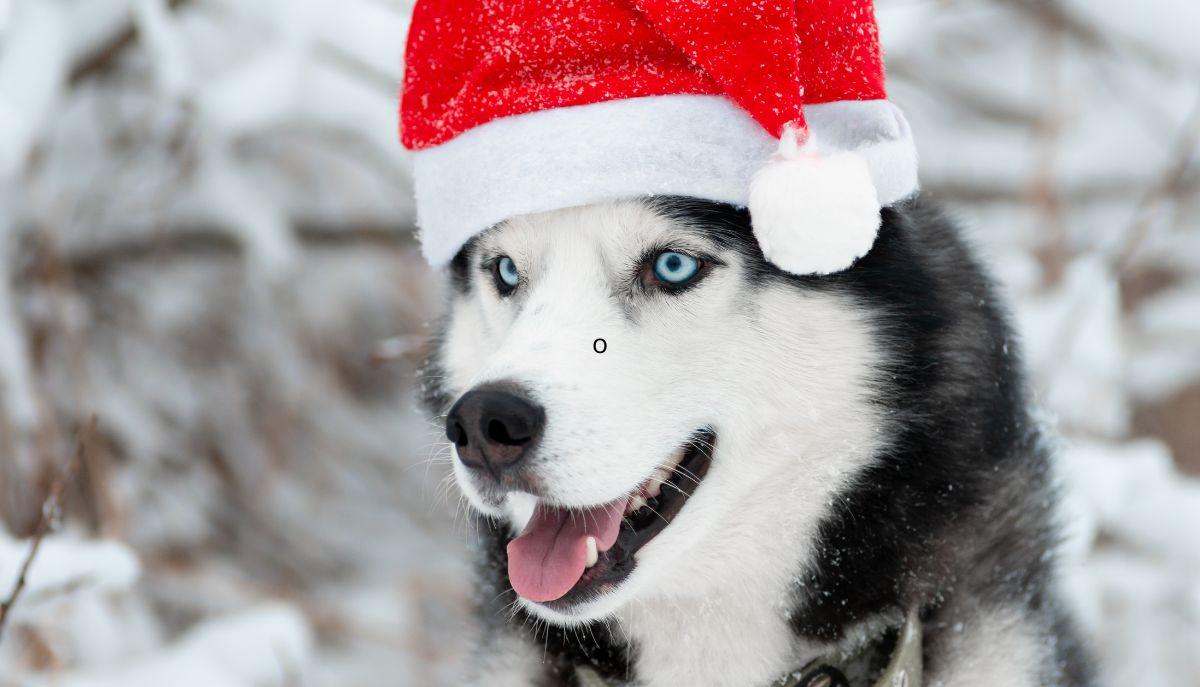cani e gatti che adorano il freddo