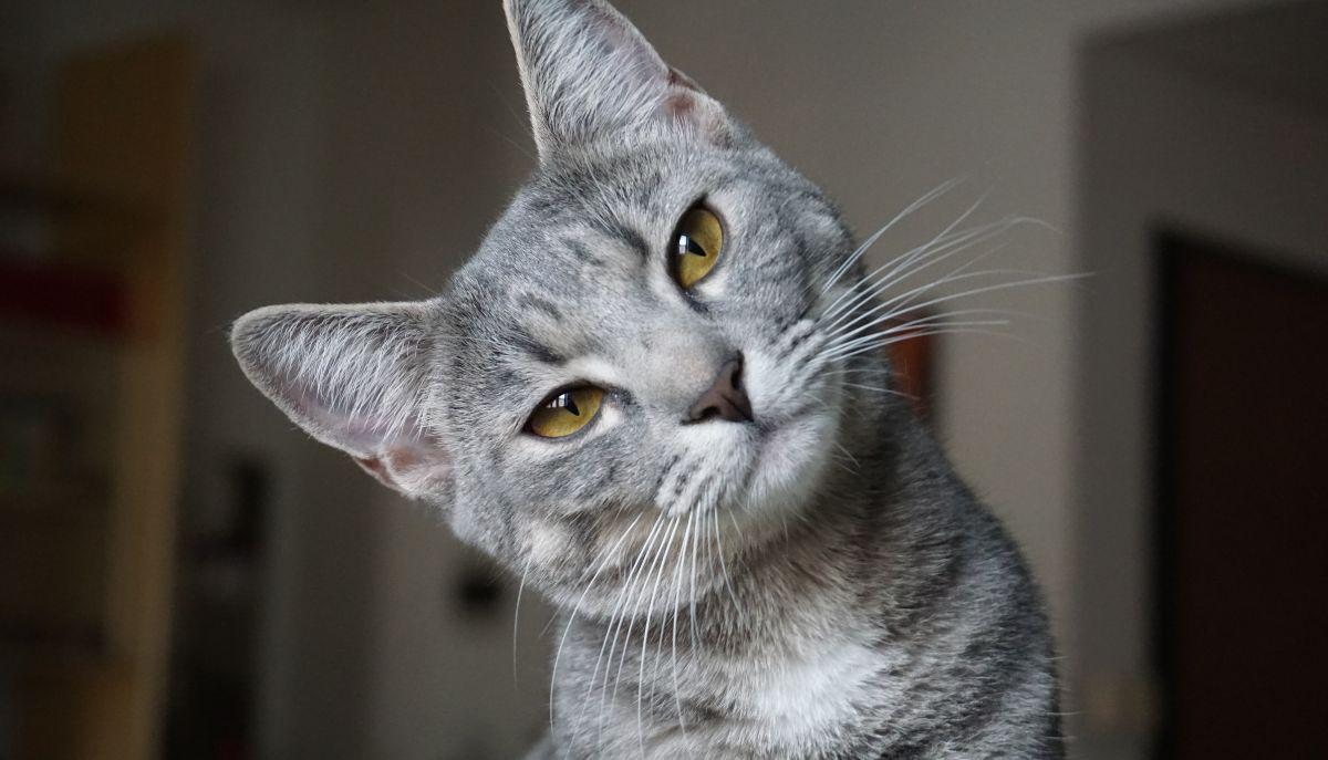 gatti 300 espressioni facciali