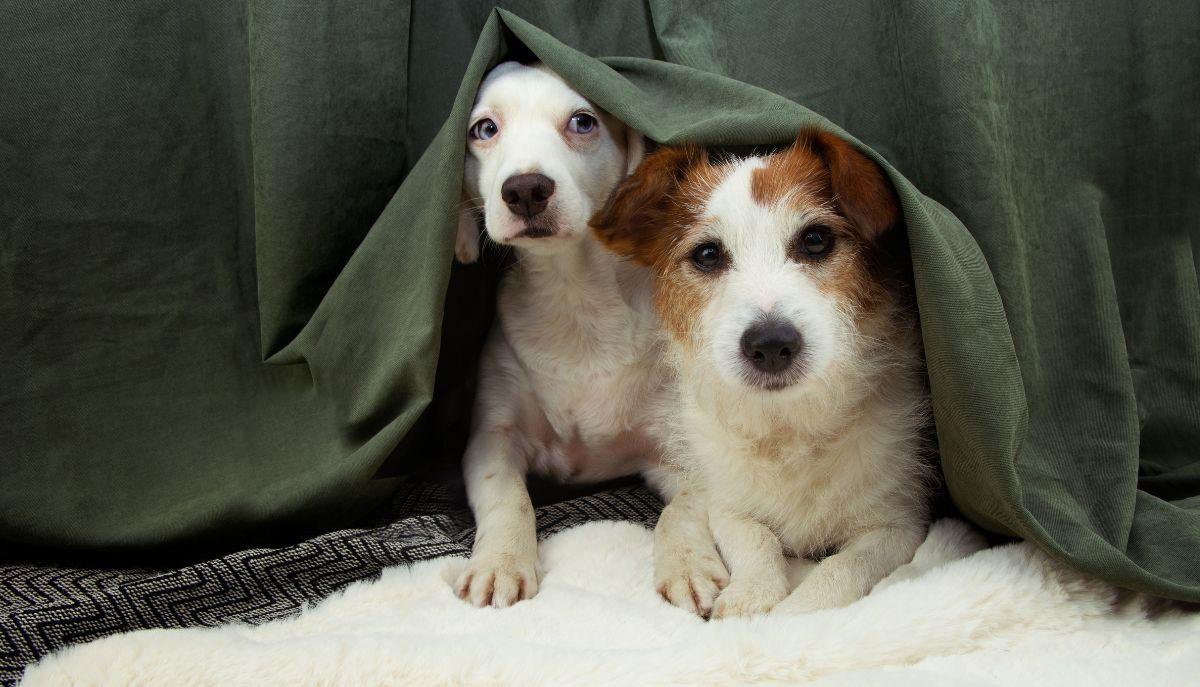  proteggere cani gatti botti Capodanno