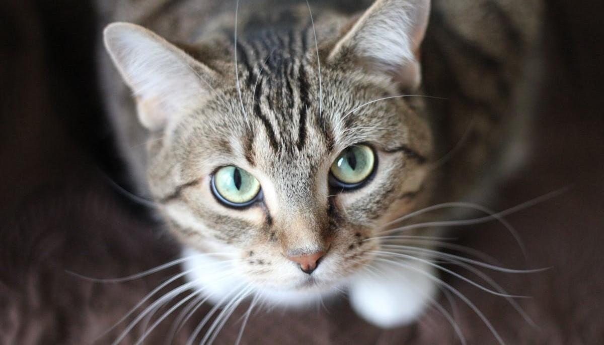 gatto europeo