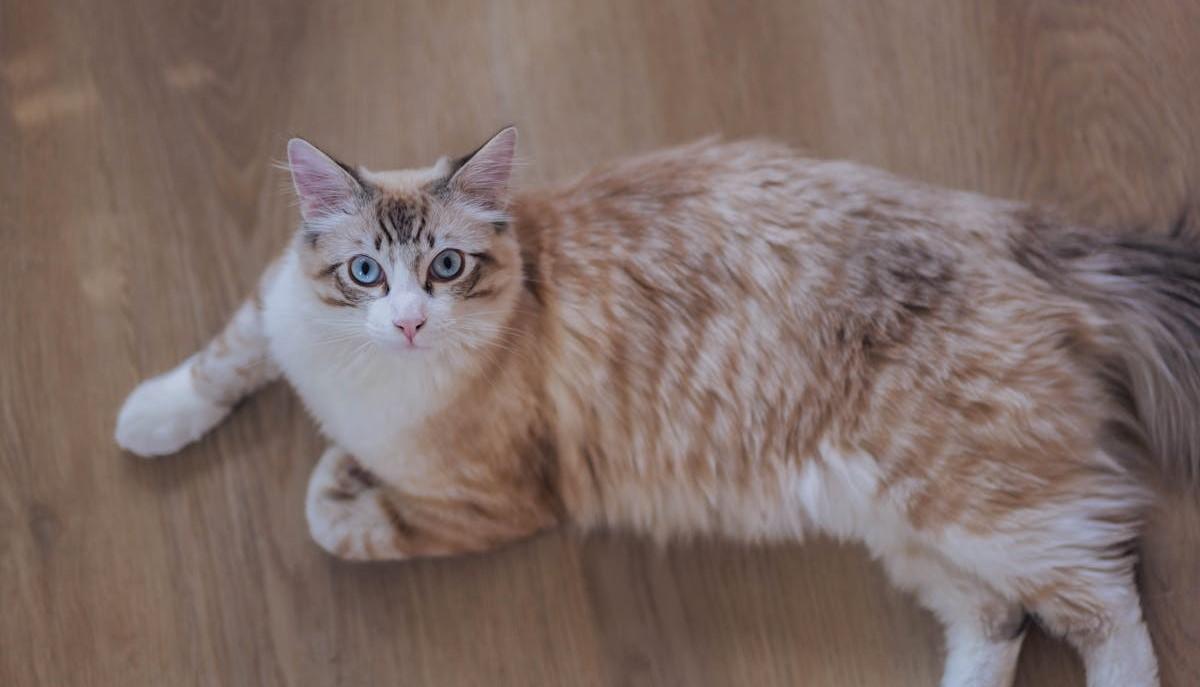 Frasi sulla festa del gatto