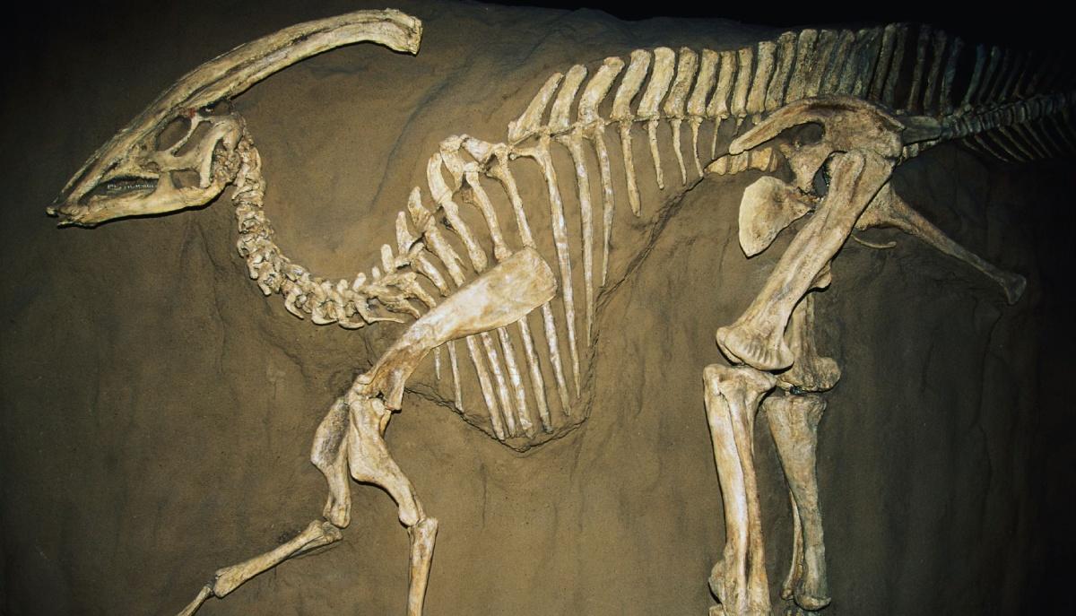 Fossile di dinosauro