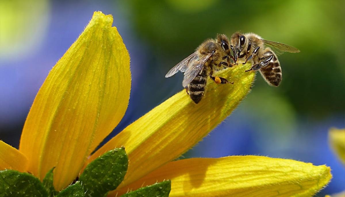 Api mentre impollinano