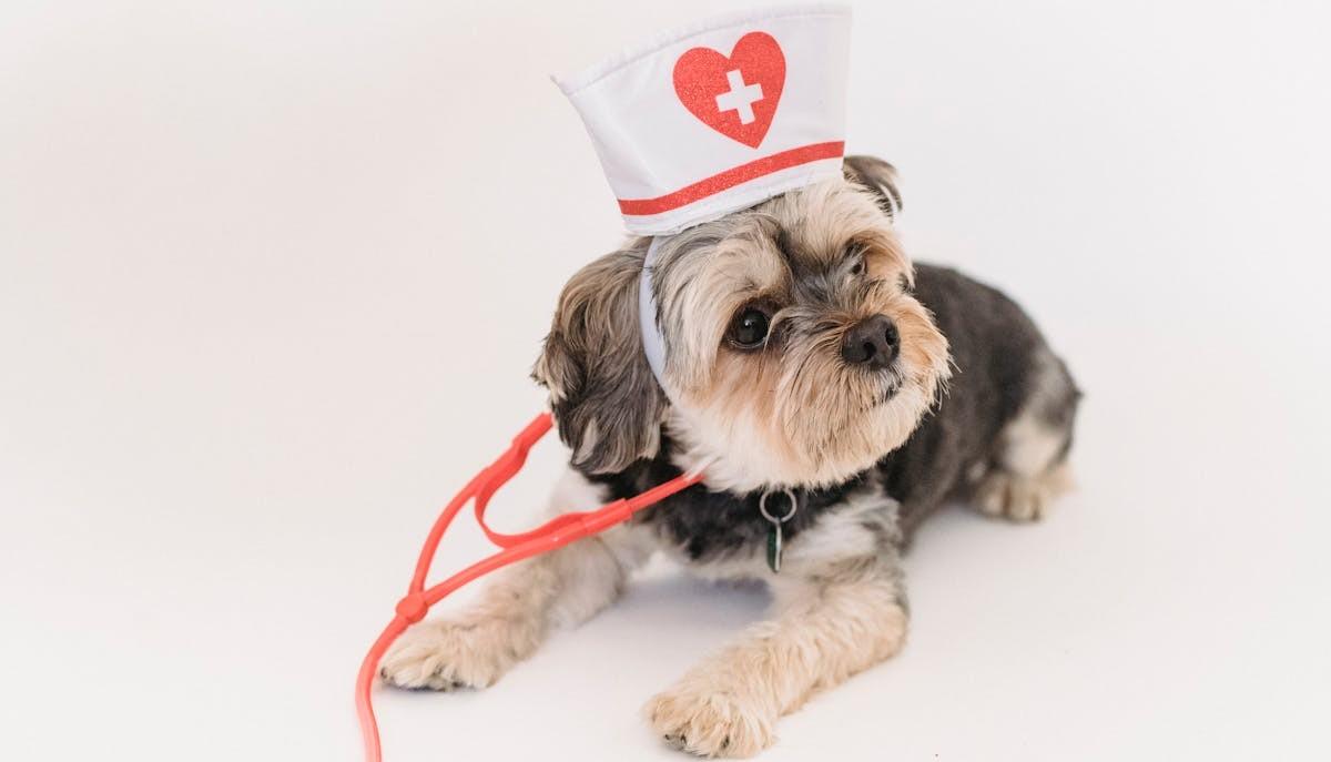 Cane veterinario
