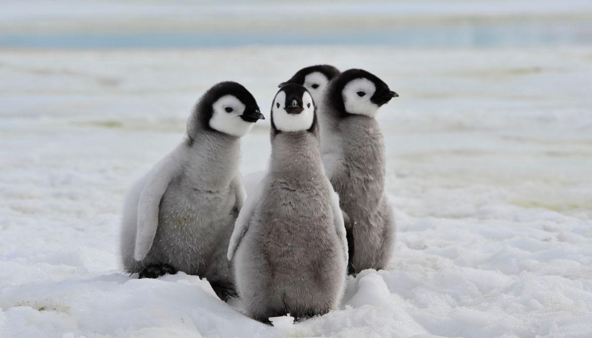 pinguini impatto sul cambiamento climatico