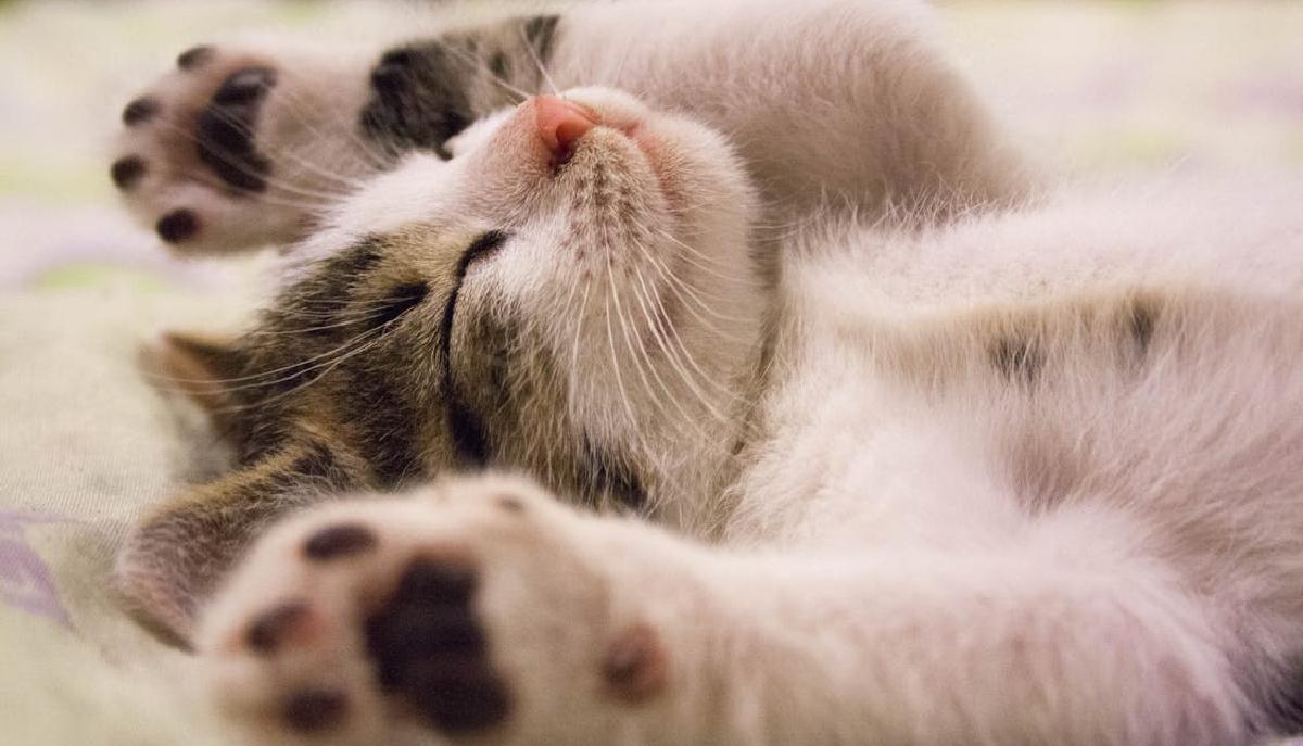 giornata internazionale del gatto le frasi