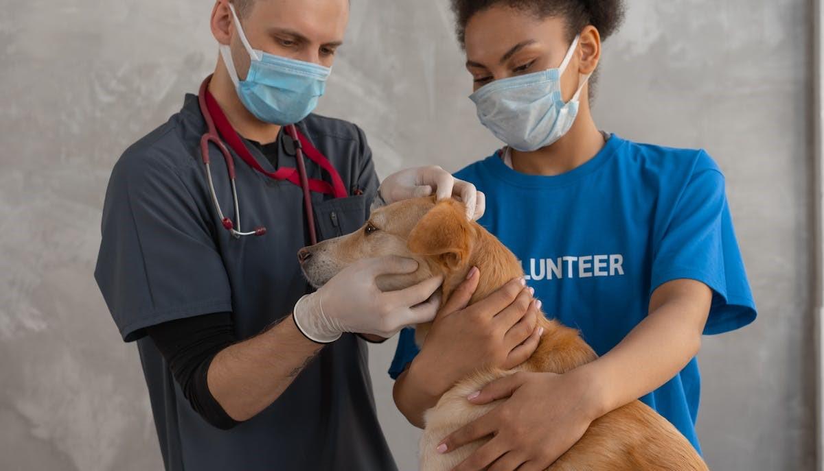 Veterinari mentre curano un cane