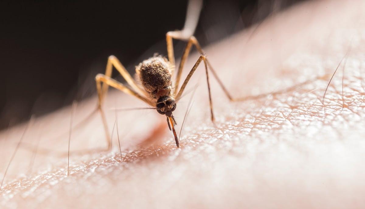 zanzara west nile