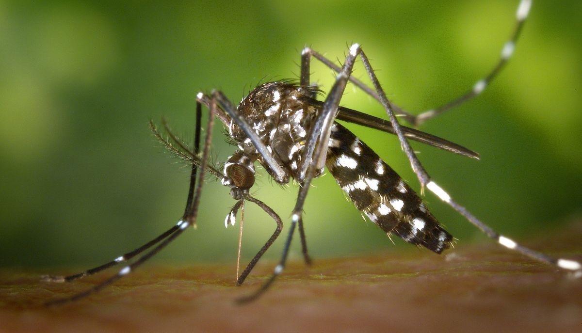 World Mosquito Day: perché celebriamo le zanzare?