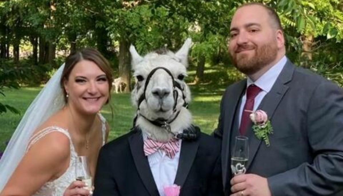 Sposi invitano lama al matrimonio e lo vestono da testimone: ecco come è andata