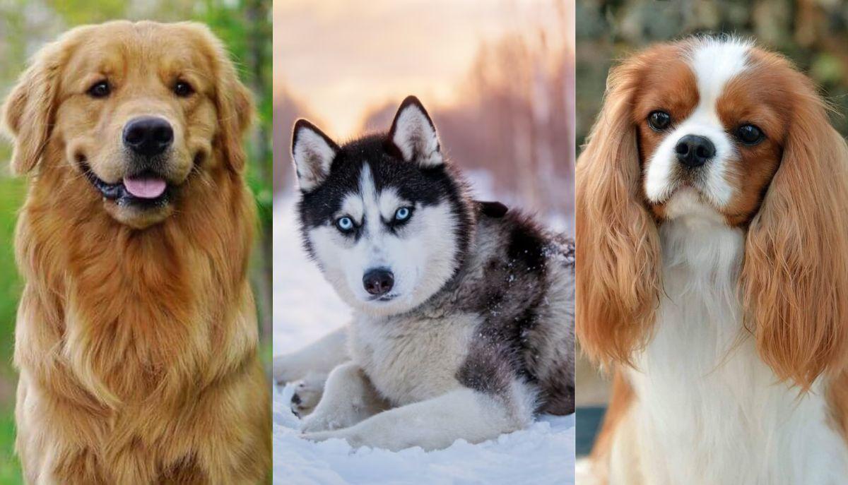 Un cane per ogni mese dell'anno