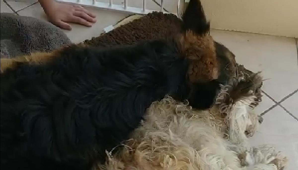 Il pastore tedesco Stent si sveglia dall'anestesia e piange per l'amico: lo straziante "abbraccio" tra i due cani dopo l'intervento