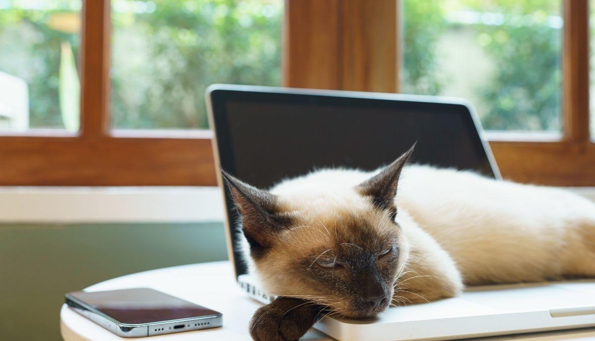 Lavorare con 11 gatti che ti supervisionano: la follia (geniale) di una tech company giapponese