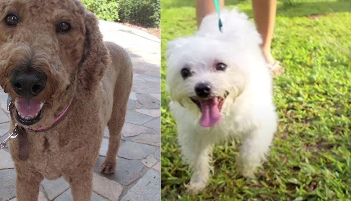 Gatti, croccantini, scatole: quando a scattare le foto &egrave; il cuore di un Border Collie articolo