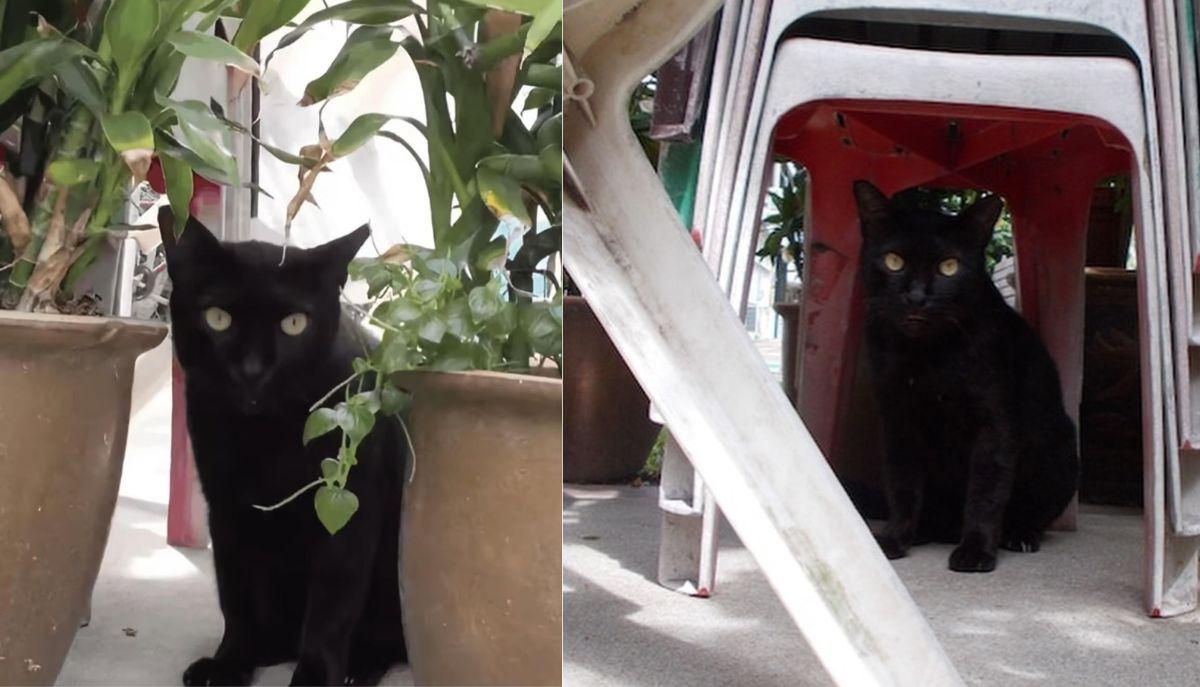 Gatti, croccantini, scatole: quando a scattare le foto &egrave; il cuore di un Border Collie articolo