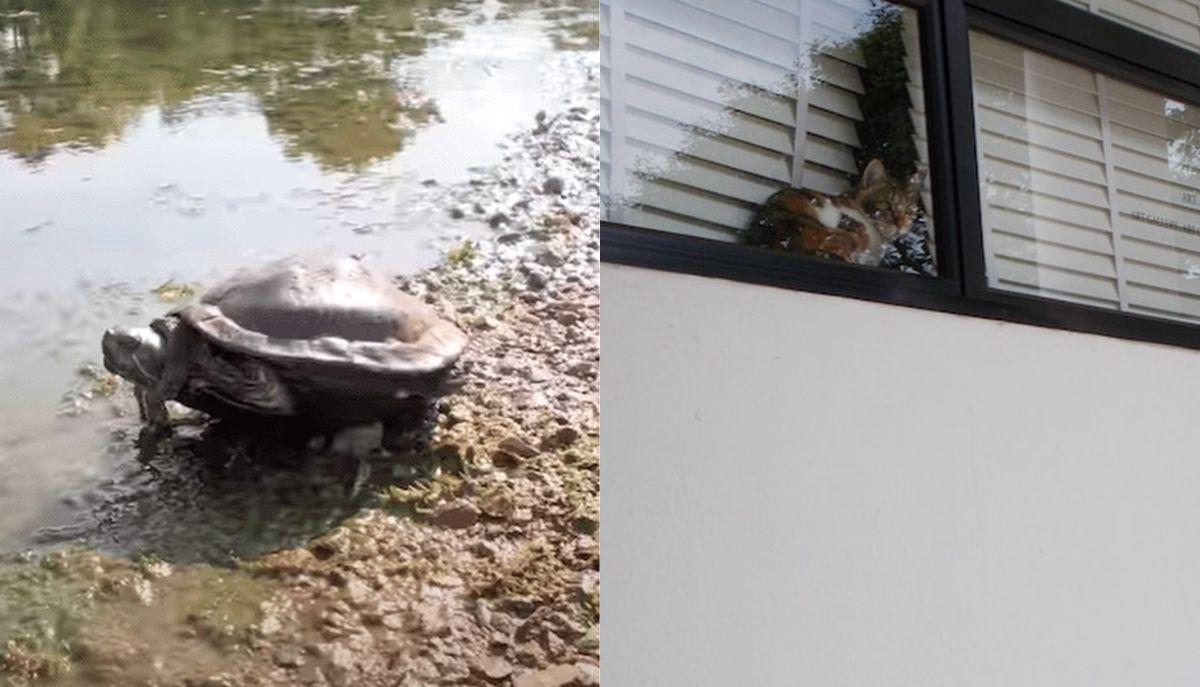 Gatti, croccantini, scatole: quando a scattare le foto &egrave; il cuore di un Border Collie articolo