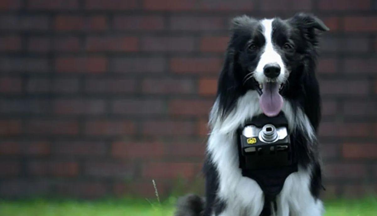 Gatti, croccantini, scatole: quando a scattare le foto è il cuore di un Border Collie