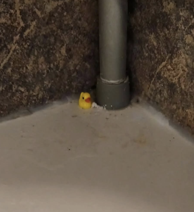 Nascondono 100 paperelle per testare l'addetta alle pulizie: la sua reazione &egrave; epica articolo